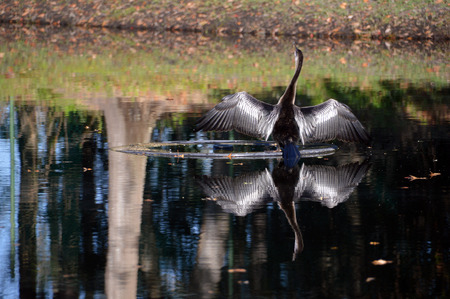 A bird on a pond with wings spread reflecting on the water