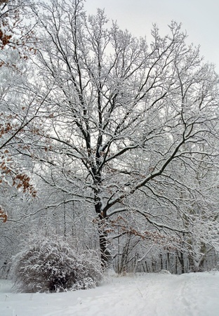 winter treesの写真素材
