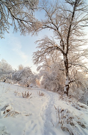 winter treesの写真素材