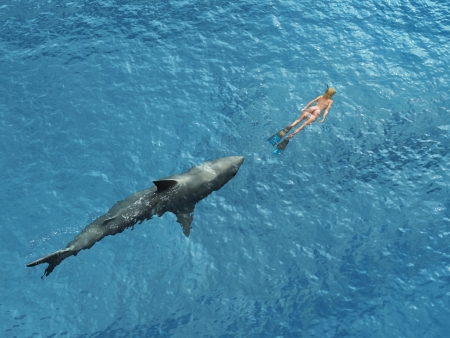 Shark diver pursuesの写真素材