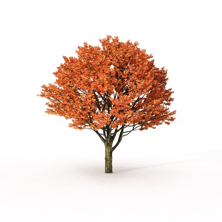 autumn tree on whiteの写真素材