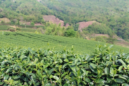 tea fieldの写真素材