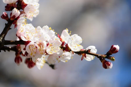 branch of a blossoming apricotの写真素材