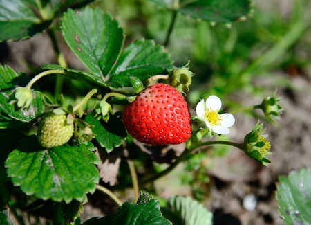 strawberries in the gardenの写真素材
