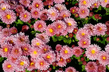chrysanthemum flowers backgroundの写真素材