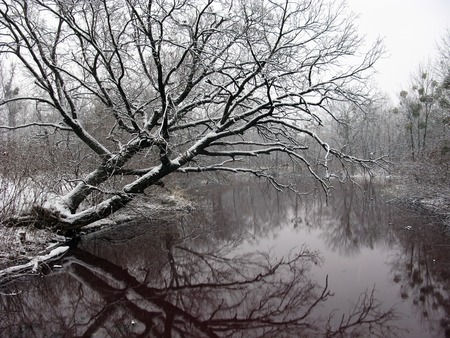 winter tree on the riverの写真素材