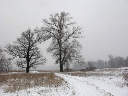 foggy winter landscapeの写真素材
