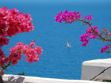 blooming bougainvilleas against the blue seaの写真素材
