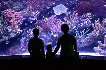 people look at a large aquariumの写真素材