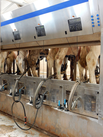 milking machine on cow farmの写真素材