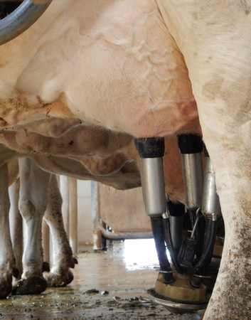 milking machine on cow farmの写真素材