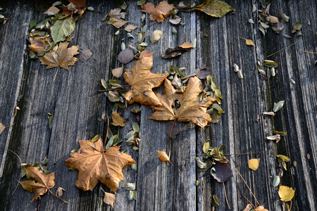 autumn leaves on the wooden floorの写真素材