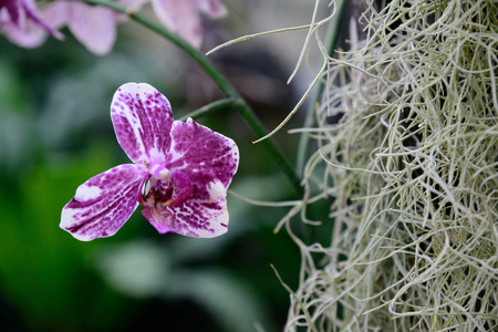 Orchid in rainforesの写真素材