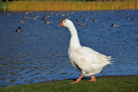 white goose walks by the lakeの写真素材