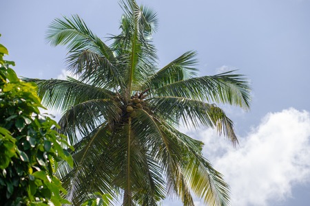 Tourism and chill near palms at hot day on beachの写真素材