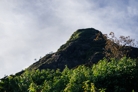 Rock with trees and grass in Sri Lankaの写真素材