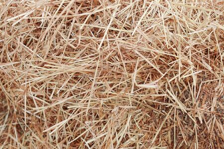 A pile of hay. Hay straw yellow background textureの写真素材