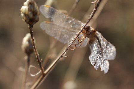 dragonflyの写真素材