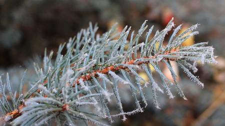 Ice crystals on the needlesの写真素材