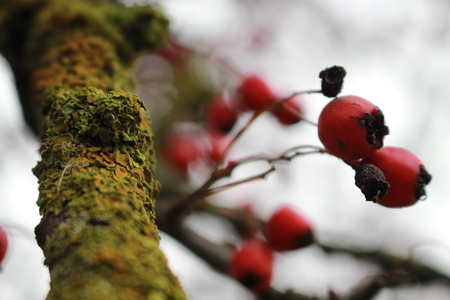 Red berries dog-roseの写真素材