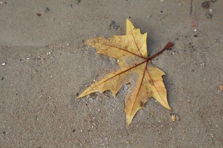 Maple leaf by the river in the wet sand. Nice background.の写真素材