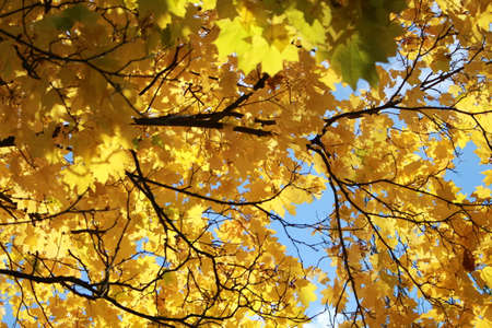 With the arrival of autumn, the leaves on the trees turned yellow.