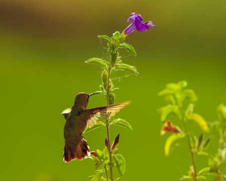 Hummingird on purple flowerの写真素材
