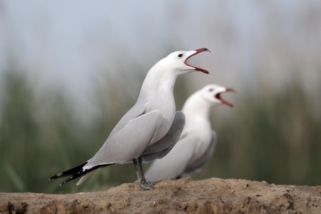 Audouin s gull, Ichthyaetus audouiniiの写真素材