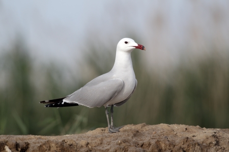 Audouin s gull, Ichthyaetus audouiniiの写真素材
