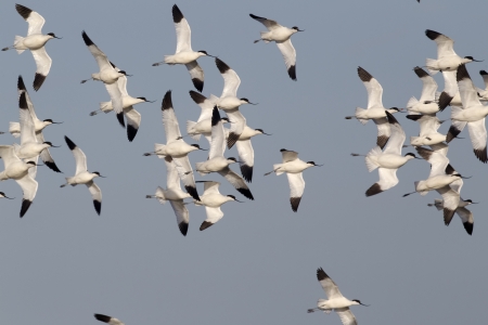 Avocet, Recurvirostra avosetta, large flock in flight, Snettisham RSPB, Norfolkの写真素材