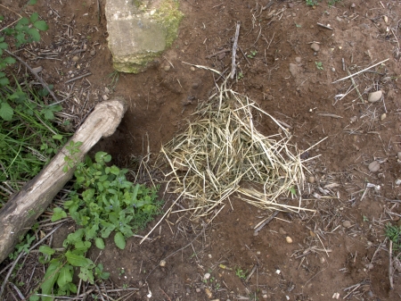 Badger, meles meles, nest material by badgers sett, Midlandsの写真素材