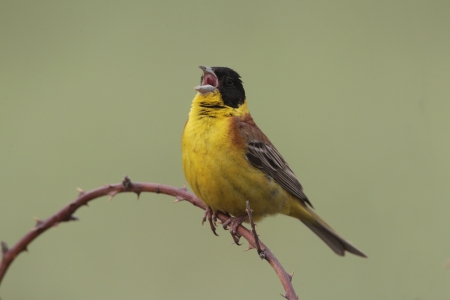 Black-headed bunting, Emberiza melanocephala, single male singing on branch, Bulgaria, May 2010         の写真素材