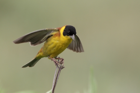 Black-headed bunting, Emberiza melanocephala, single male wing stretching on branch, Bulgariaの写真素材