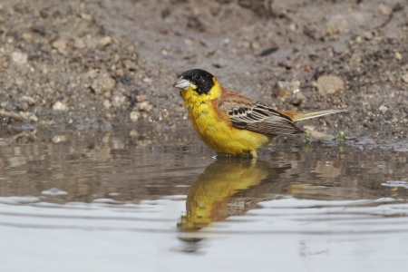 Black-headed bunting, Emberiza melanocephala, single male at drinking poolの写真素材