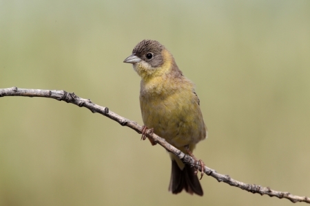 Black-headed bunting, Emberiza melanocephala, single female on branchの写真素材