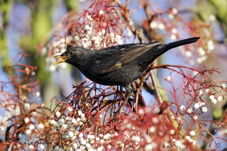 Blackbird, Turdus merula, single male on rowan berries, Midlandsの写真素材