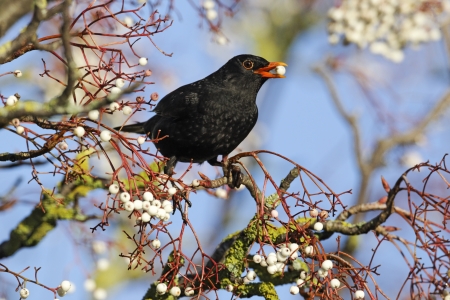 Blackbird, Turdus merula, single male on rowan berries, Midlands           の写真素材