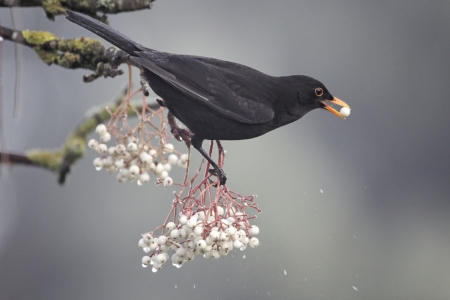 Blackbird, Turdus merula, single male on rowan berries, Midlands       の写真素材