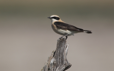 Black-eared wheatear, Oenanthe hispanica, single male perched on post, Southern Spain, April 2010の写真素材