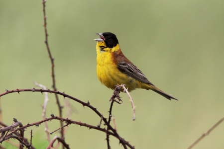 Black-headed bunting, Emberiza melanocephala, single male singing on branch  の写真素材