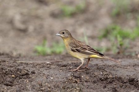 Black-headed bunting, Emberiza melanocephala, single female on ground  の写真素材