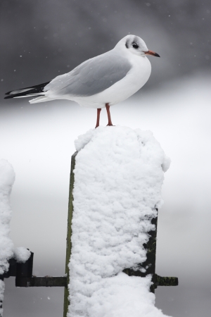 Black-headed gull, Larus ridibundus, single bird in winter plumage on snow covered gate post, Slimbridge, Gloucestershire, UKの写真素材