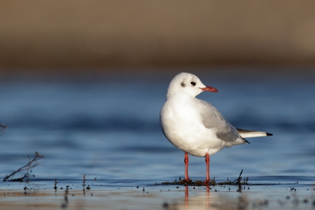 Black-headed gull, Larus ridibundus, single bird standing in water, Norfolk    の写真素材
