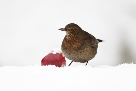 Blackbird, Turdus merula, Single female with apple in snow, West Midlandsの写真素材