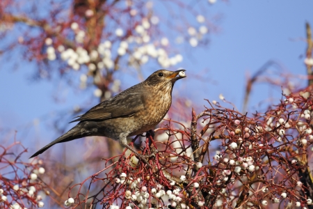 Blackbird, Turdus merula, single female on rowan berries, Midlands, December 2010の写真素材