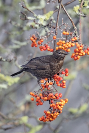 Blackbird, Turdus merula, single female on rowan berries, Midlands, December 2010                 の写真素材
