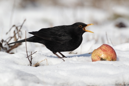 Blackbird, Turdus merula, single male eating apple in the snow, Midlands の写真素材