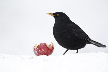 Blackbird, Turdus merula, Single male with apple in snow, West Midlands, December 2010の写真素材