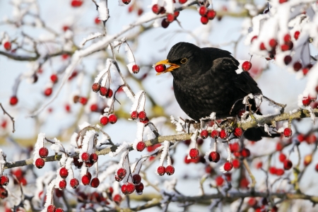 Blackbird, Turdus merula, single male on hawthorn berries in frost, Midlands, December 2010                 の写真素材
