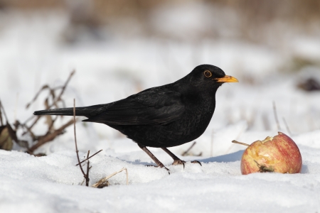 Blackbird, Turdus merula, single male eating apple in the snow, Midlands       の写真素材